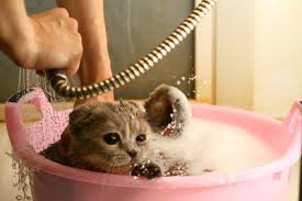 springen Reparatie mogelijk Kostuums Kattenshampoo top 10! - Beste shampoos voor honden en katten